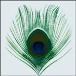 xtc_apple_150