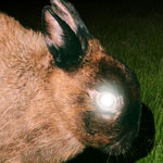 littleimage_killtheghost_150